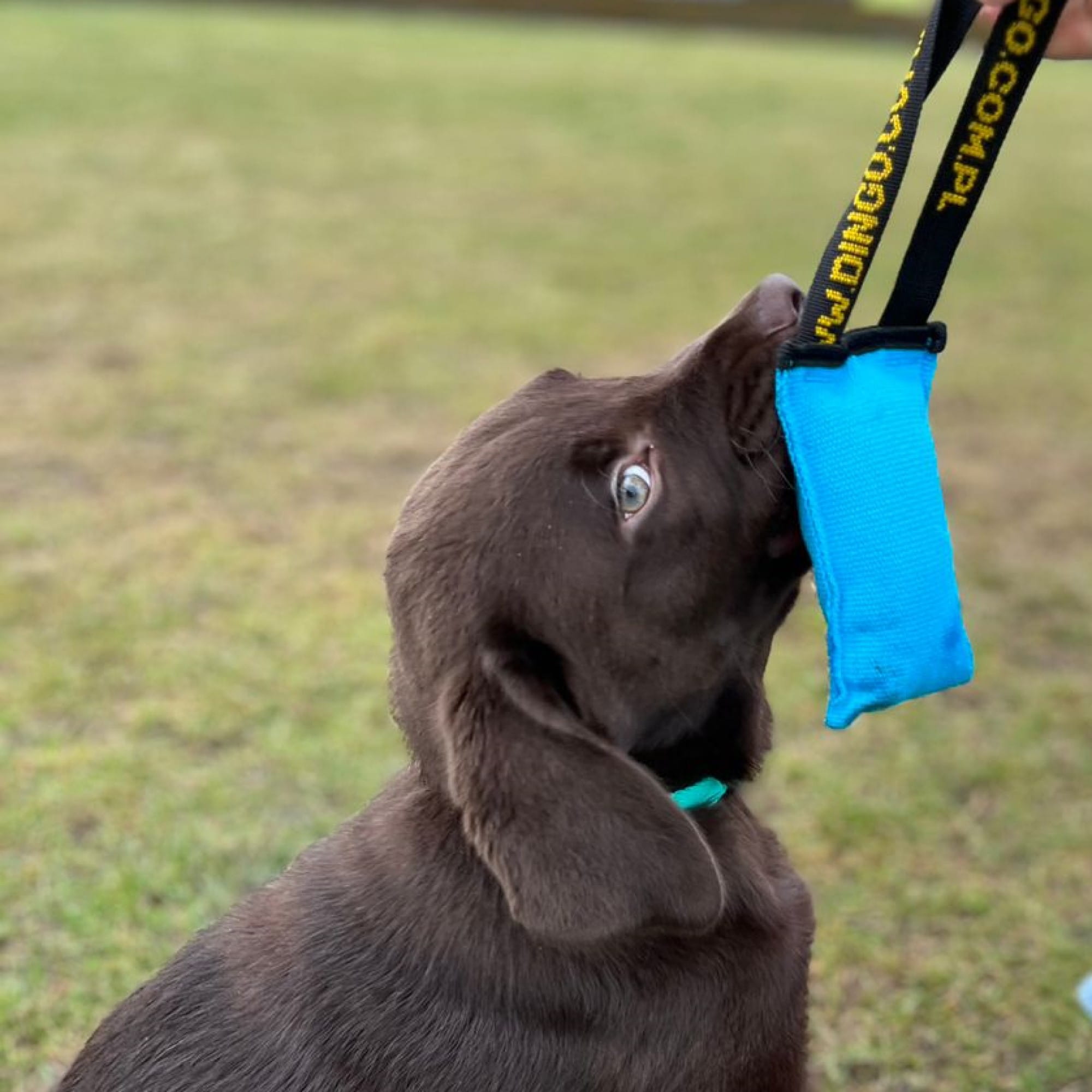 Dingo Draleke M/ Strikk Og Bitepølse 15cm - Bilde 2