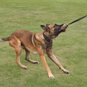 Dingo Draleke "Kanin" Med 150cm Snor - Bilde 2