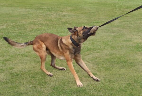 Dingo Draleke "Kanin" Med 150cm Snor