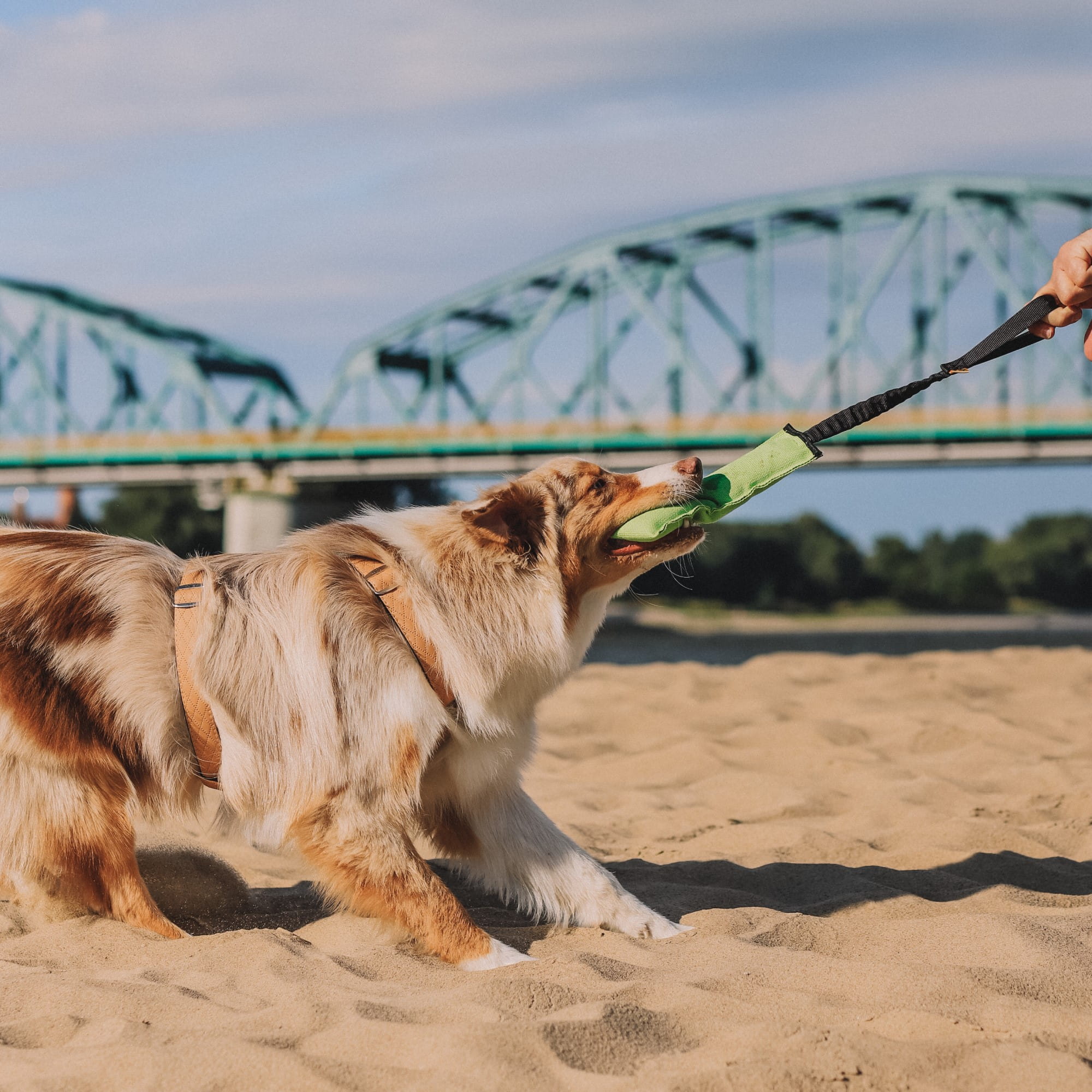 Dingo Draleke M/ Strikk Og Bitepølse 27 Cm - Bilde 2