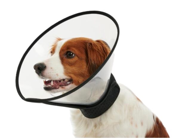 Buster Complete Collar