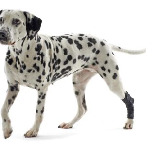 Kruuse Rehab Haseledd Beskytter - Bilde 3