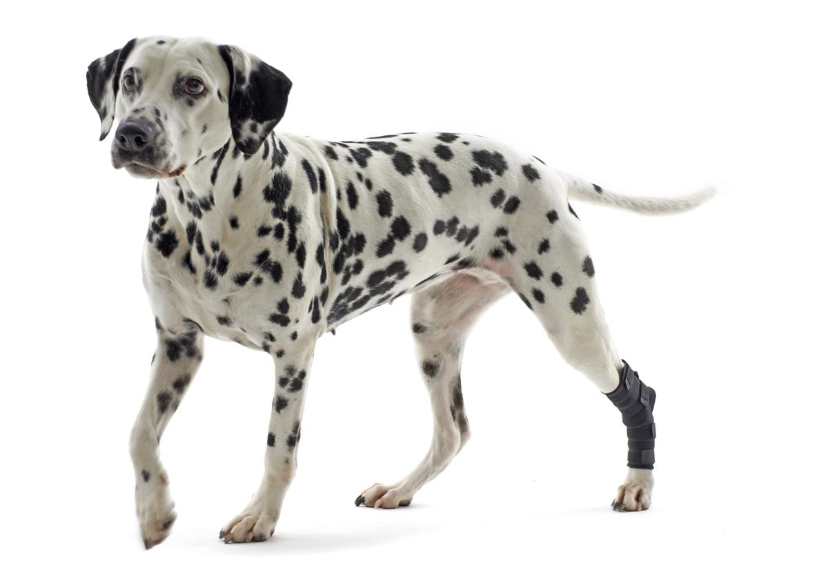 Kruuse Rehab Haseledd Beskytter - Bilde 2