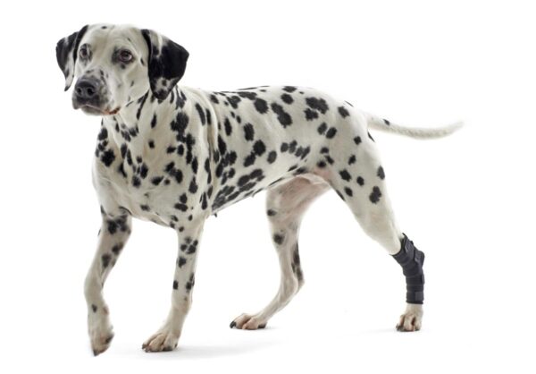 Kruuse Rehab Haseledd Beskytter