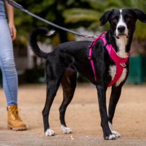 Større hund med rosa Kyflie Momentumsele i en park. Ser inn i kamera