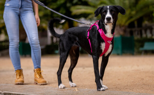 Større hund med rosa Kyflie Momentumsele i en park. Ser inn i kamera