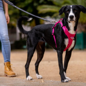 Større hund med rosa Kyflie Momentumsele i en park. Ser inn i kamera