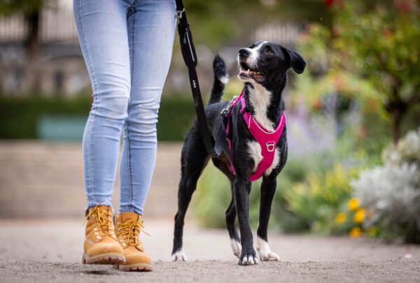 Større hund med rosa Kyflie Momentumsele i en park. Ser på eieren sin