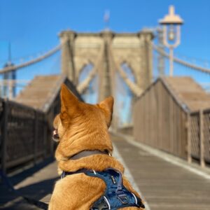 Hund på bro i bymiljø med blå Kyflie momentumsele bakfra