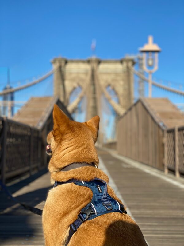 Hund på bro i bymiljø med blå Kyflie momentumsele bakfra