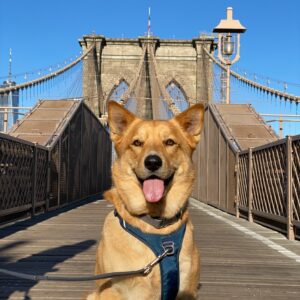 Hund på bro i bymiljø med blå Kyflie momentumsele forfra