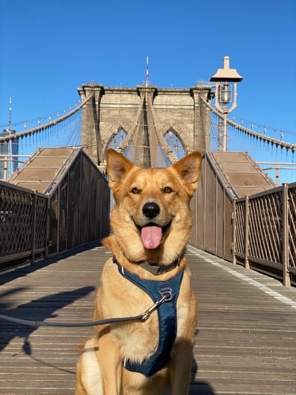 Hund på bro i bymiljø med blå Kyflie momentumsele forfra