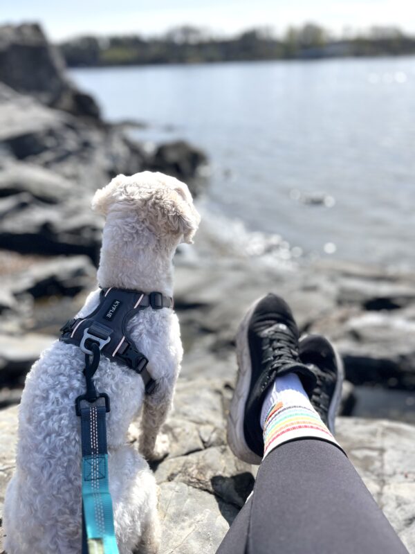 Grå KYFLIE Momentum sele på liten hvit hund som ser utover vannet