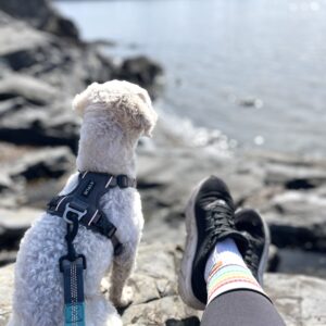 Grå KYFLIE Momentum sele på liten hvit hund som ser utover vannet