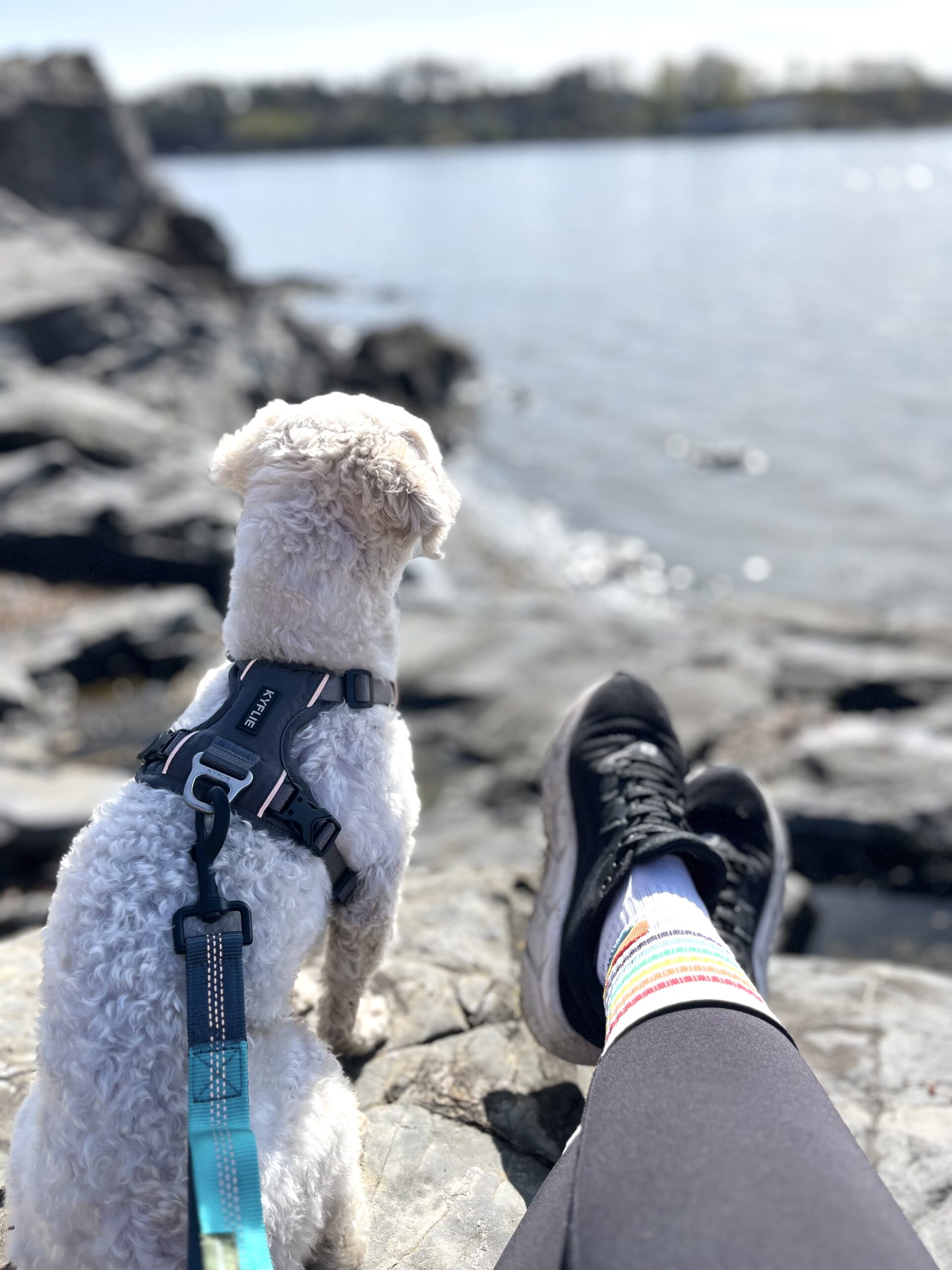 Grå KYFLIE Momentum sele på liten hvit hund som ser utover vannet