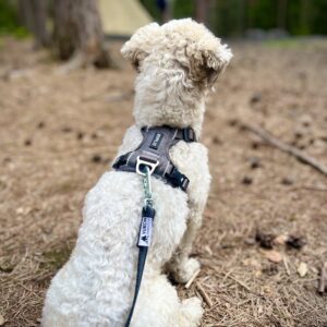 Detaljer grå KYFLIE Momentum sele på liten hvit hund i skogen