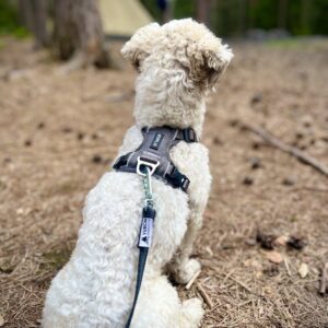Detaljer grå KYFLIE Momentum sele på liten hvit hund i skogen