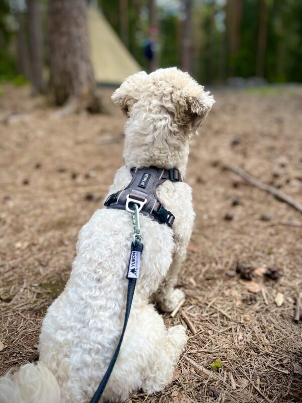 Detaljer grå KYFLIE Momentum sele på liten hvit hund i skogen