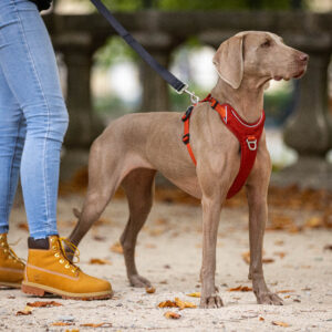 Stor hund fra siden med kobber Kyflie momentum