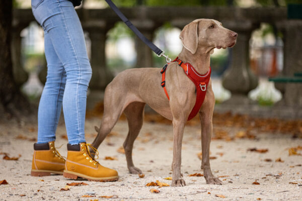 Stor hund fra siden med kobber Kyflie momentum