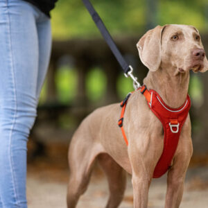 Stor hund forfra i kobber Kyflie momentumsele