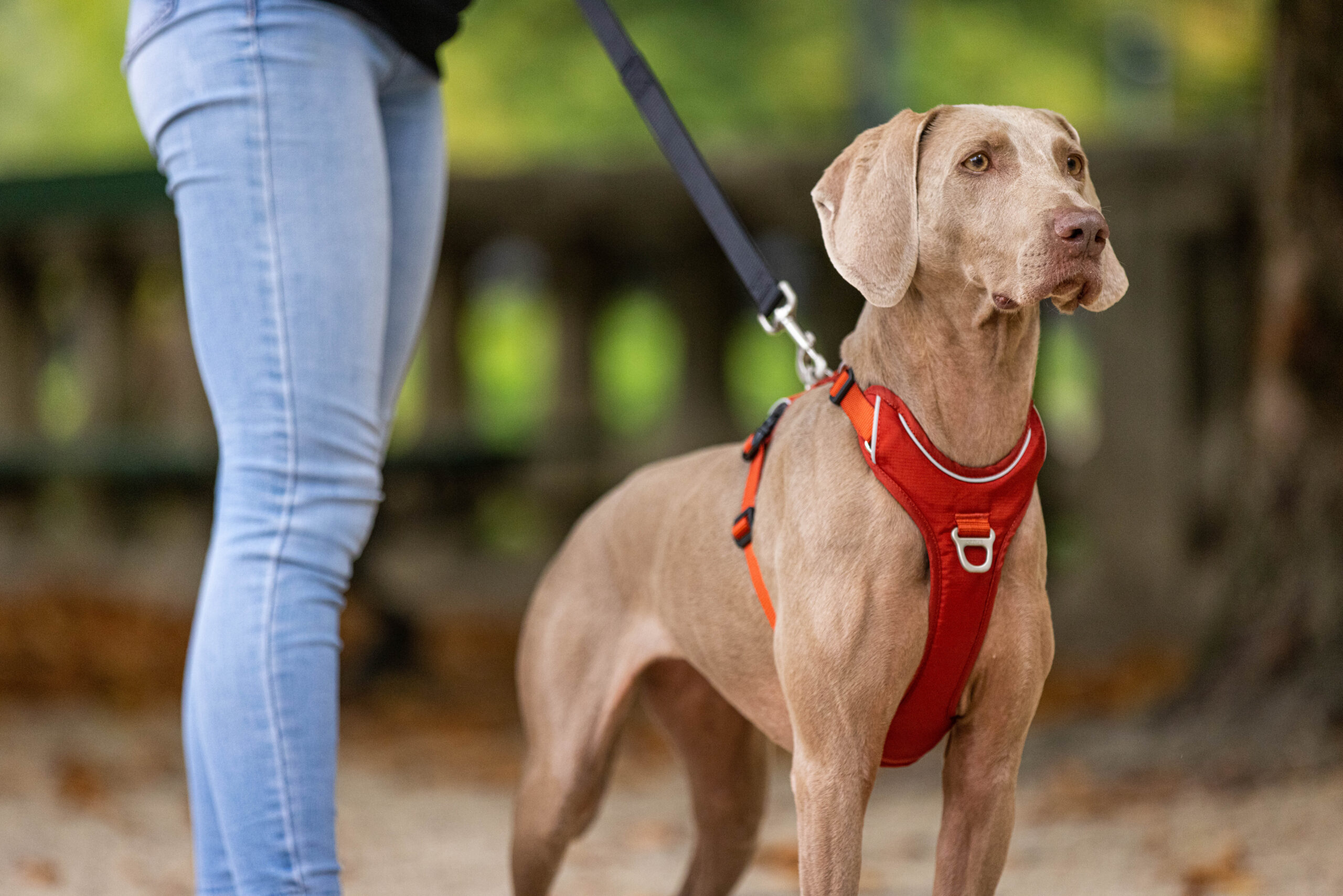 Stor hund forfra i kobber Kyflie momentumsele