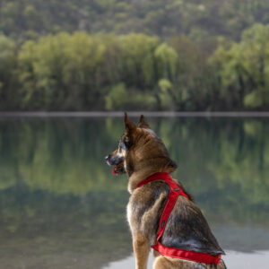 Hund sitter ved vann iført LUDUS trekksele med metallfestepunkt