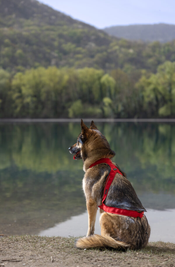 Hund sitter ved vann iført LUDUS trekksele med metallfestepunkt