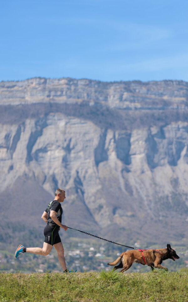 Hund løper i fjell iført LUDUS trekksele med metallfestepunkt