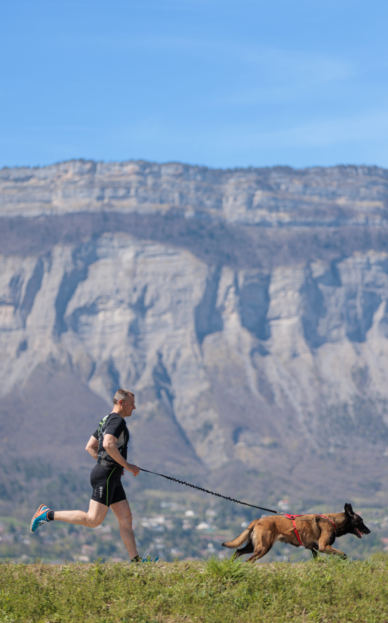 Hund løper i fjell iført LUDUS trekksele med metallfestepunkt