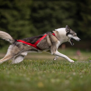 Hund løper i skog iført LUDUS trekksele med metallfestepunkt