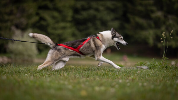Hund løper i skog iført LUDUS trekksele med metallfestepunkt