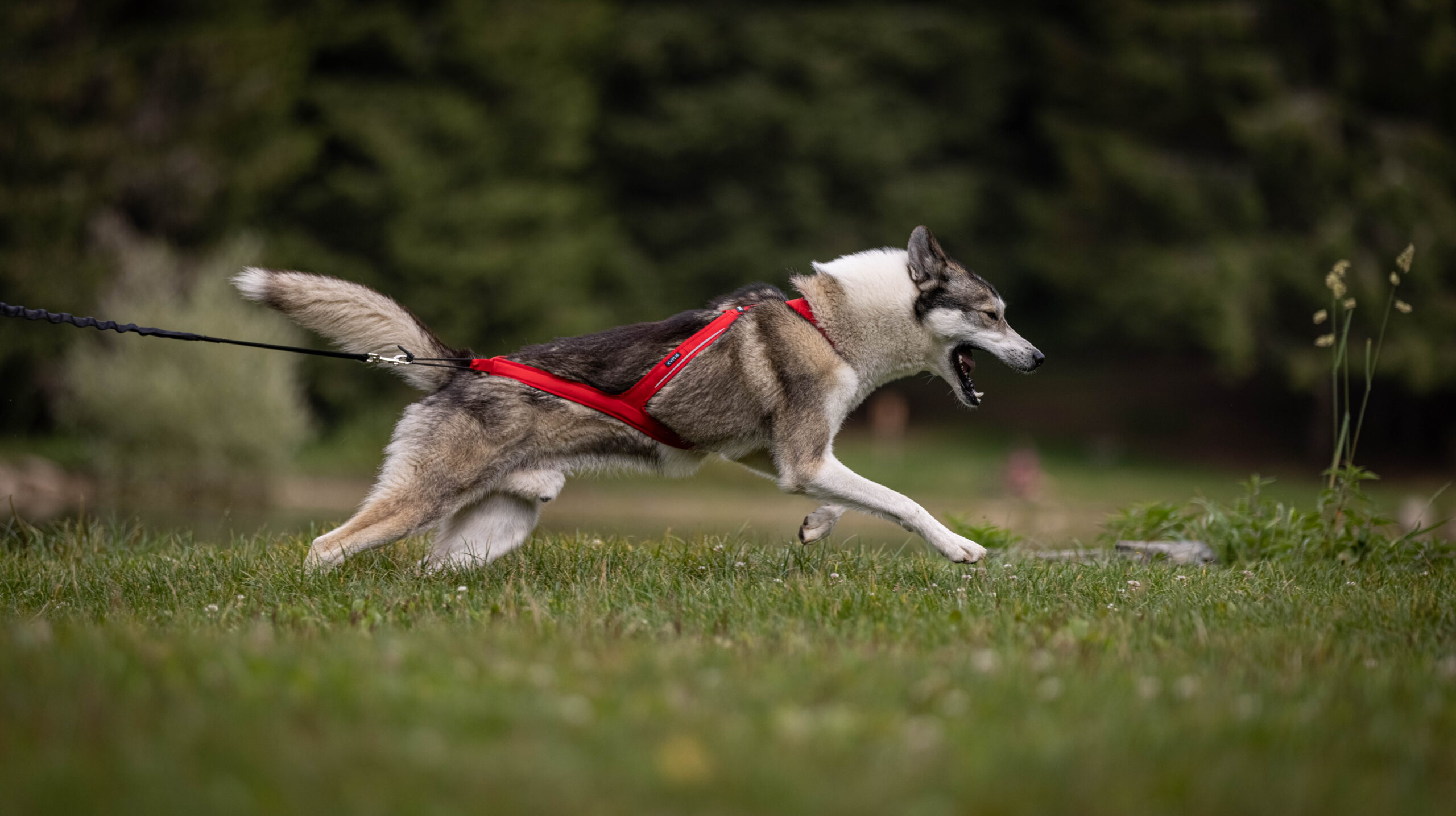 Hund løper i skog iført LUDUS trekksele med metallfestepunkt