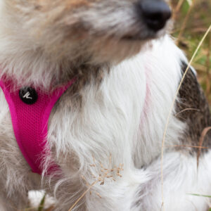 Kyflie Momentum Air Step-In Sele Cerise - Bilde 2