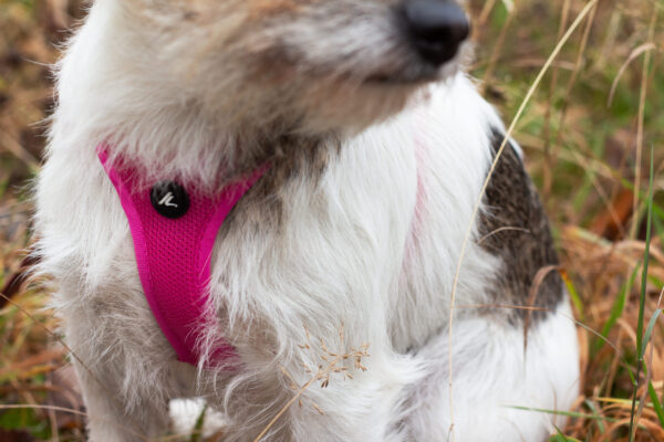 Kyflie Momentum Air Step-In Sele Cerise