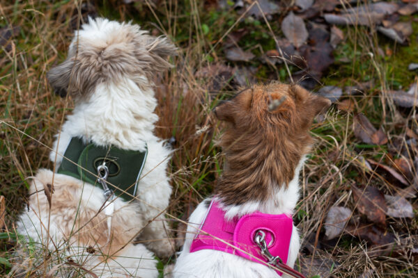 Kyflie Momentum Air Step-In Sele Cerise