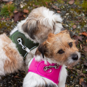 Kyflie Momentum Air Step-In Sele Grønn - Bilde 3