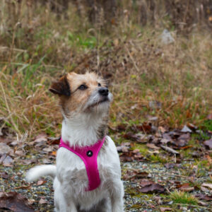 Liten terrier i skogen med Cerise Air step-in sele
