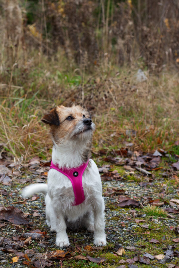 Liten terrier i skogen med Cerise Air step-in sele