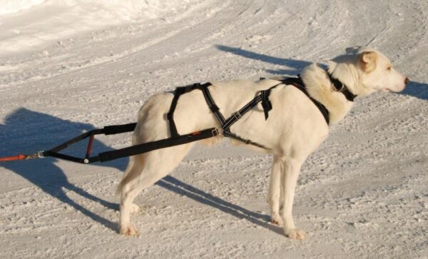 Yukon Bakdel Pinnesele Svart