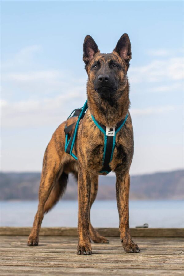 Yukon Nomesele Pro Sjøgrønn