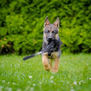 Dingo Biteskinn Lite 23cm Svart - Bilde 2