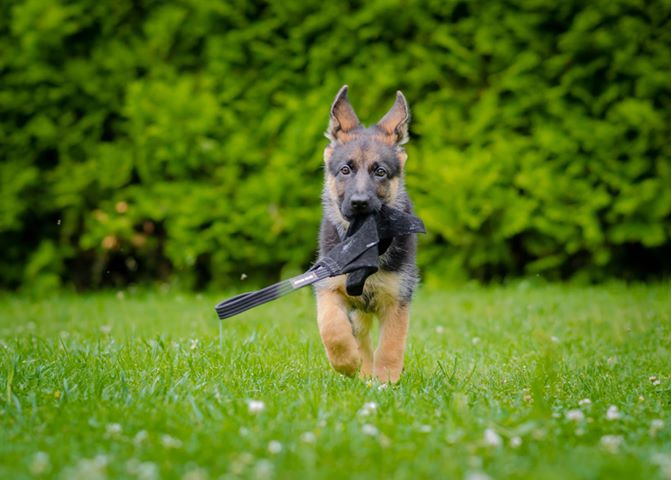 Dingo Biteskinn Lite 23cm Svart - Bilde 2