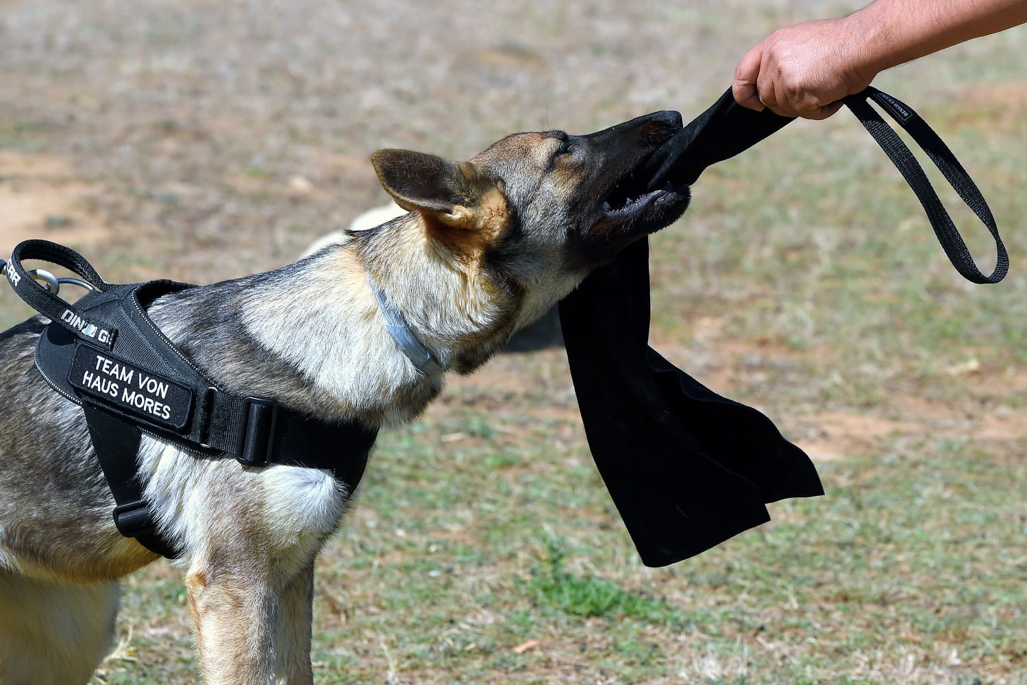 Dingo Biteskinn Stort - Bilde 3