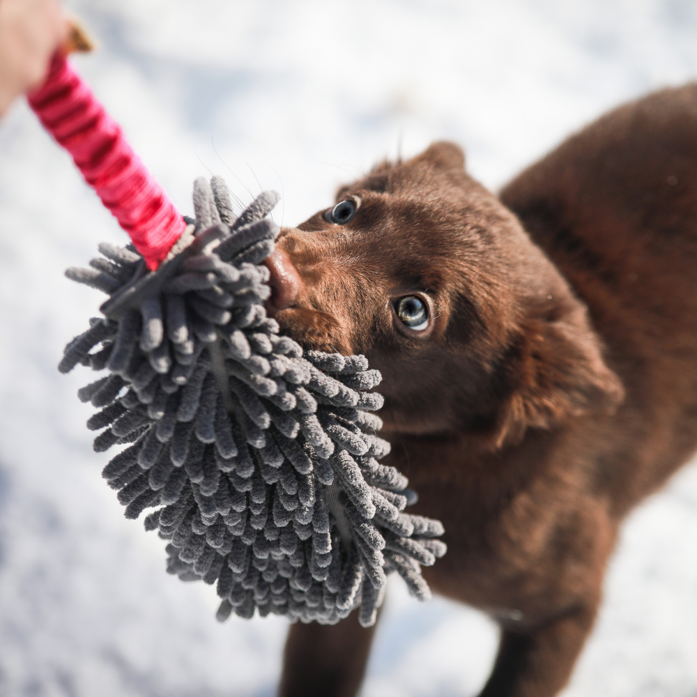 Dingo Draleke M/Mopp Blå - Bilde 2