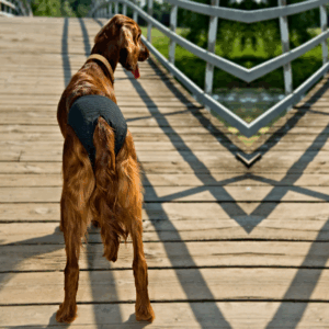 Dingo Tispetruse - Bilde 2