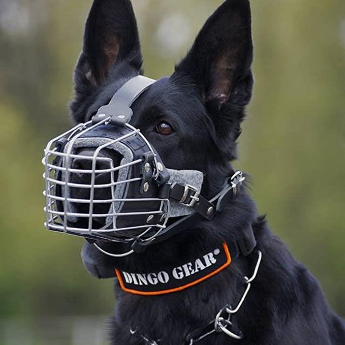 Dingo Treningsmunnkurv Polstret Metall Str 1 - Bilde 2