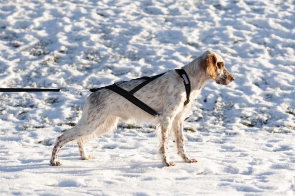 Yukon Nomesele Dobbel Stolpe