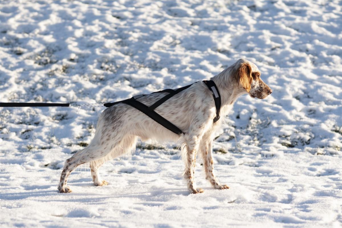 Yukon Nomesele Dobbel Stolpe - Bilde 1