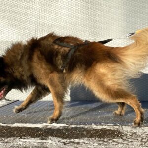 Yukon Nomesele Dobbel Stolpe - Bilde 4